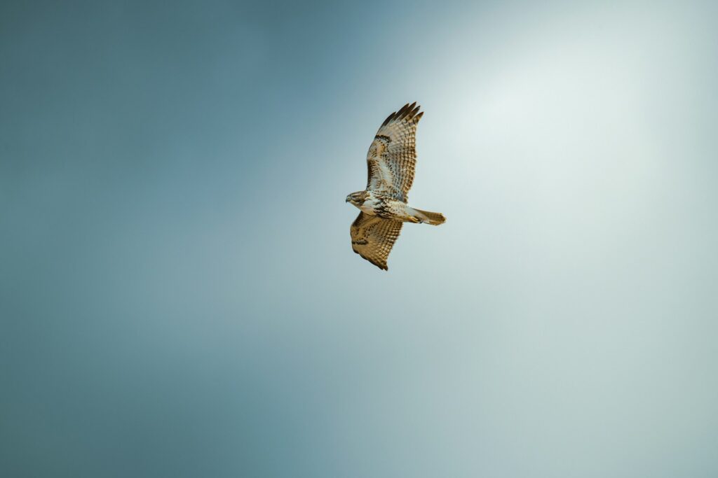 A hawk flies overhead